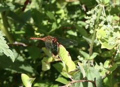 Sympetrum sanguineum