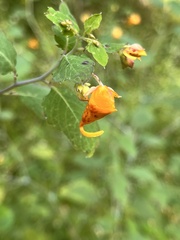 Impatiens capensis