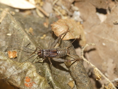 Petaloptila andreinii
