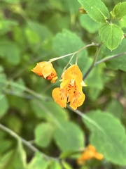 Impatiens capensis