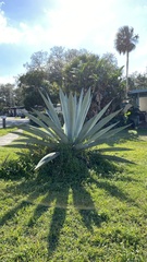 Agave americana