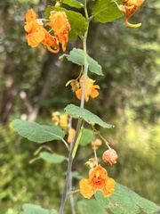 Impatiens capensis
