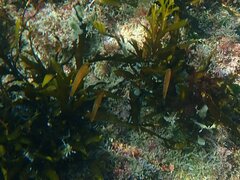 Halichoeres californicus