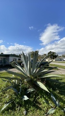 Agave americana