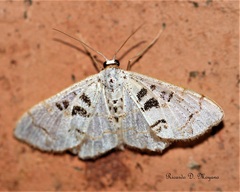 Idaea complexaria