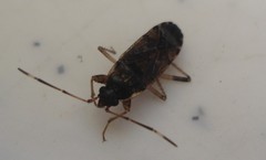 Elasmolomus squalidus