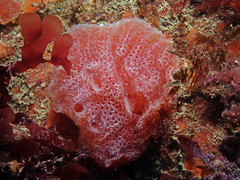 Aplidium elegans