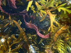 Chondracanthus spinosus