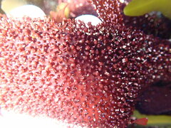 Chondracanthus spinosus