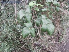 Rubus fruticosus