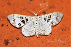 Idaea complexaria