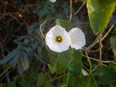 Ipomoea obscura