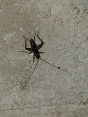 Petaloptila andreinii