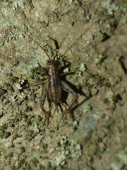 Petaloptila andreinii