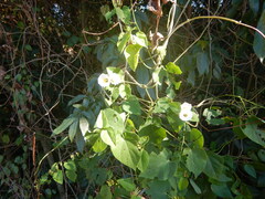 Ipomoea obscura