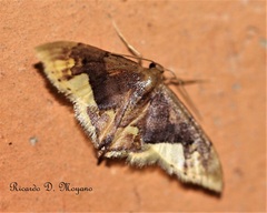 Idaea