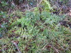 Asplenium adiantum-nigrum