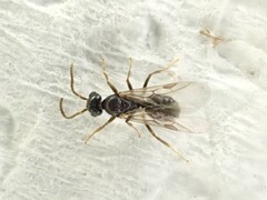 Technomyrmex albipes