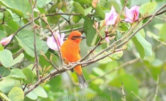 Piranga bidentata