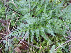 Asplenium adiantum-nigrum