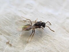 Technomyrmex albipes