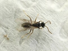 Technomyrmex albipes