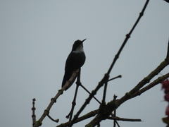 Schistes albogularis