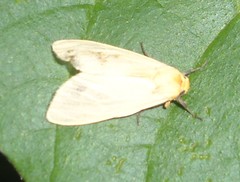 Lepidoptera