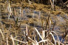 Lithobates sylvaticus