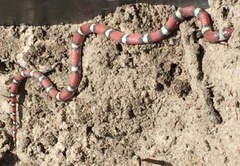 Cemophora coccinea coccinea