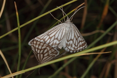 Schistostege decussata