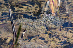 Lithobates sylvaticus