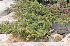 Juniperus communis depressa