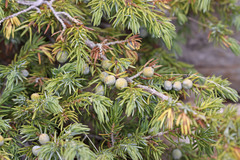 Juniperus communis depressa