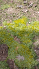 Azorella trifurcata
