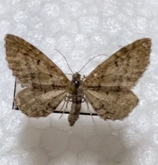 Eupithecia intricata