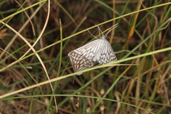 Schistostege decussata