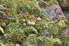 Juniperus communis depressa