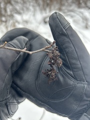 Taphrina robinsoniana