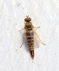 Propebrevitrichia