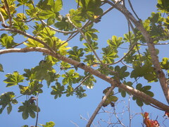 Cecropia schreberiana