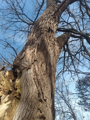 Populus deltoides