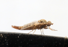 Propebrevitrichia