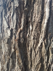 Populus deltoides