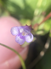 Torenia