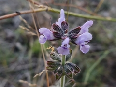 Salvia verbenaca
