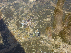 Coscinasterias tenuispina