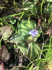 Torenia