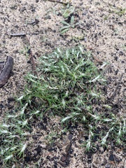 Cardionema ramosissimum