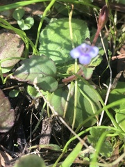 Torenia